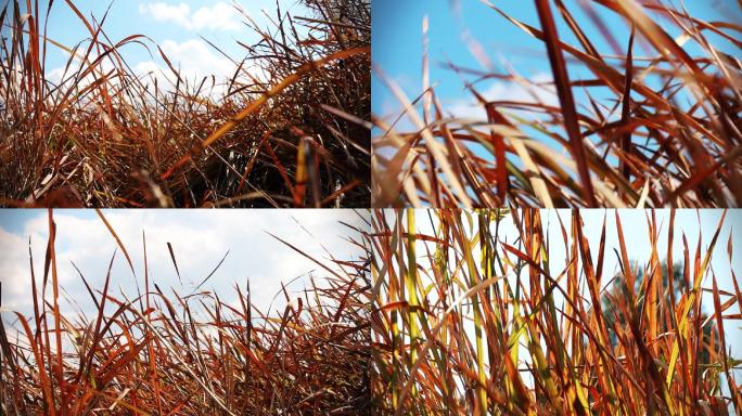 秋冬季节的干枯的黄草荒草