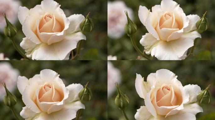 一朵精致的白色玫瑰