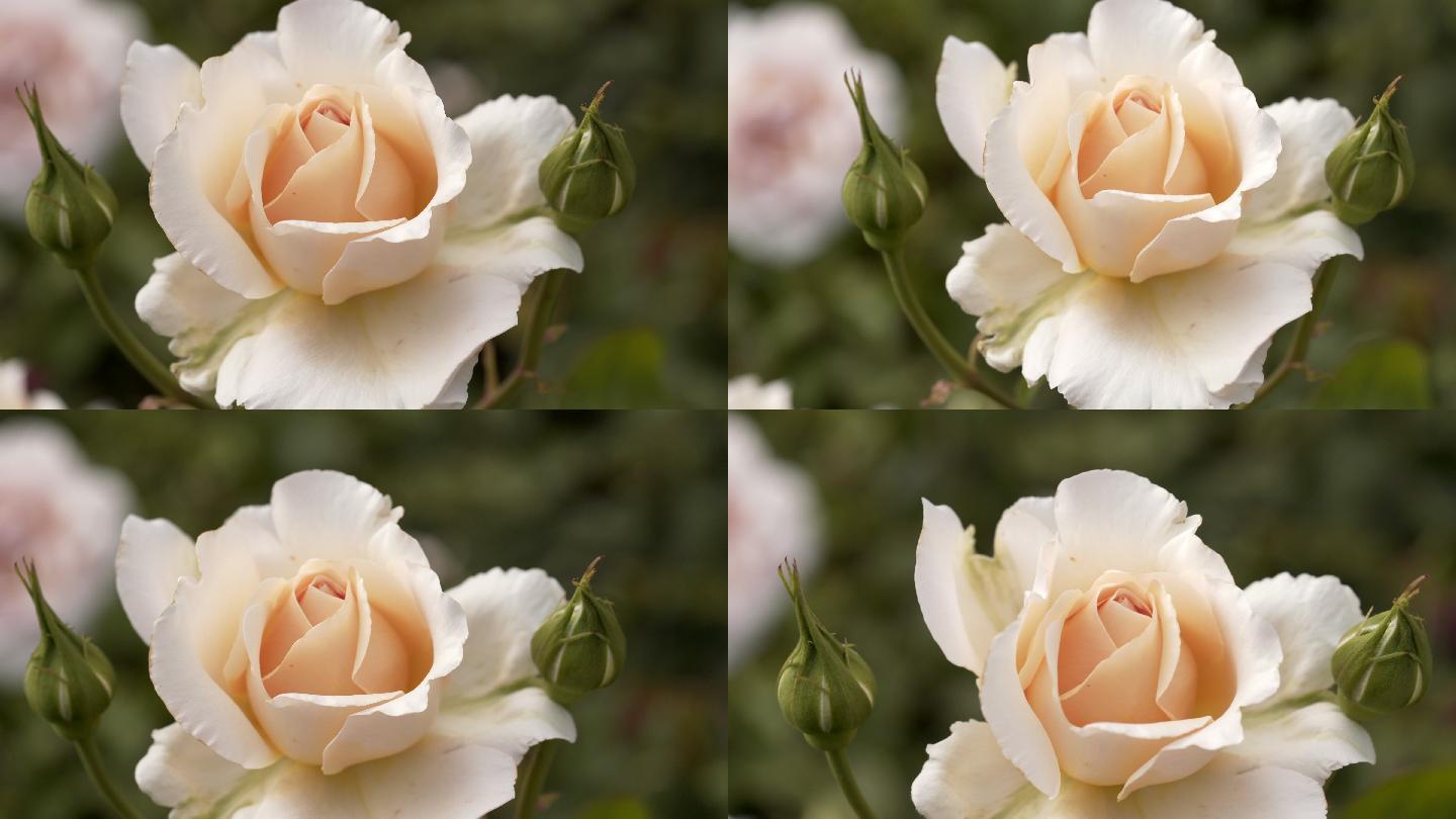 一朵精致的白色玫瑰