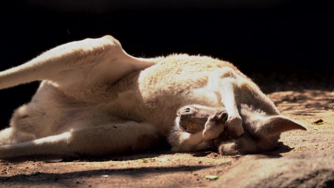 懒袋鼠在阳光下打瞌睡