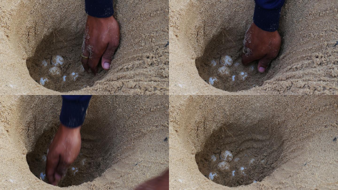 沙中的海龟卵龟蛋沙滩沙子