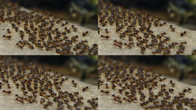 白蚁在地上行走蚁群工蚁成群结队密密麻麻