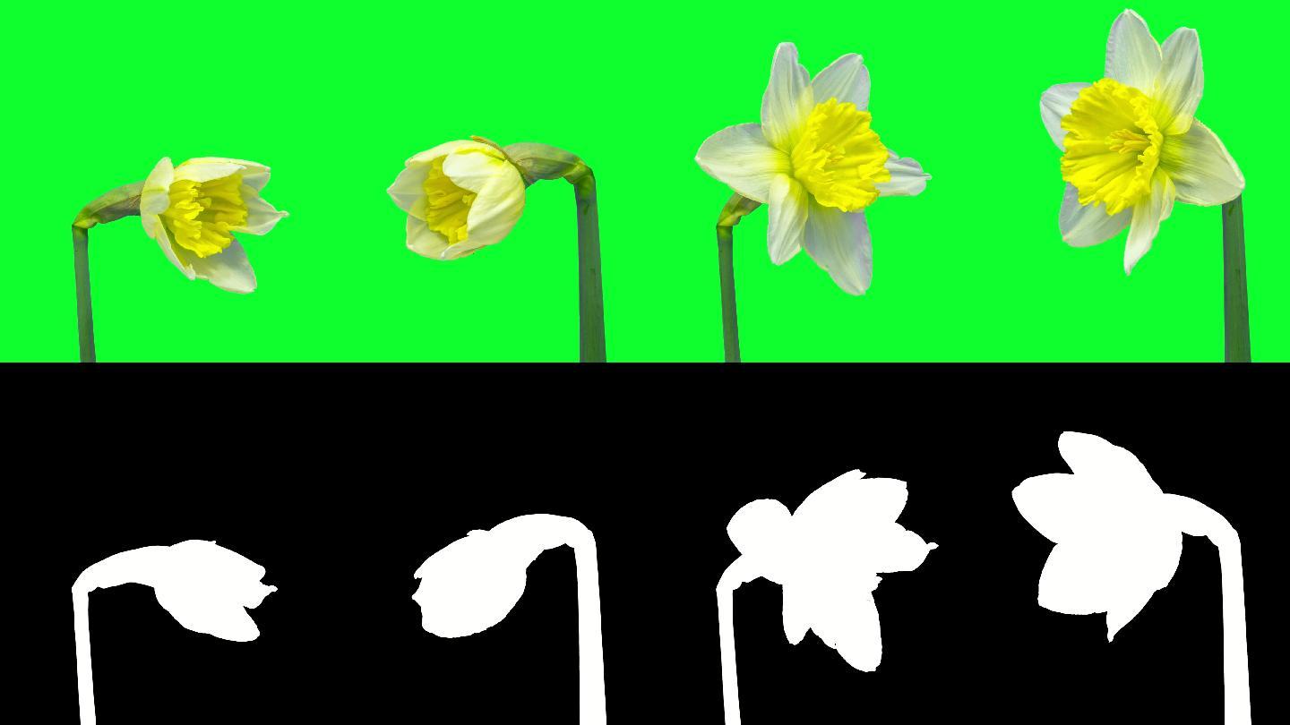 两朵水仙花的生长和开花