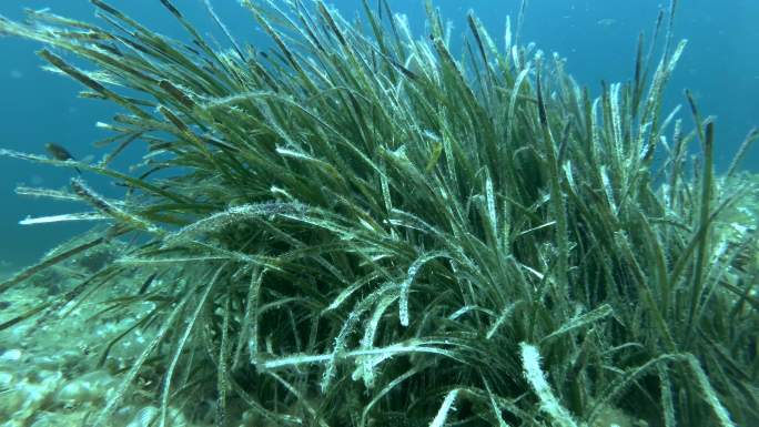 海里茂密的海草