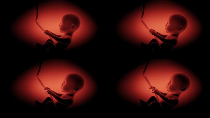 胎儿动画三维生产新生儿挤带母胎待产