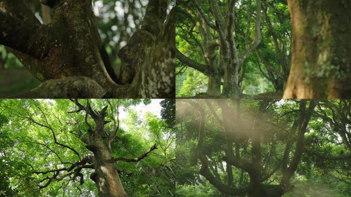 古树生态系统 原始森林 唯美震撼 古树