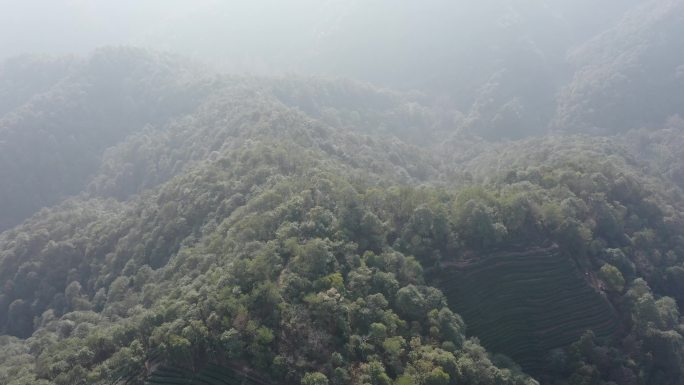 航拍晨雾里杭州西湖龙井茶园