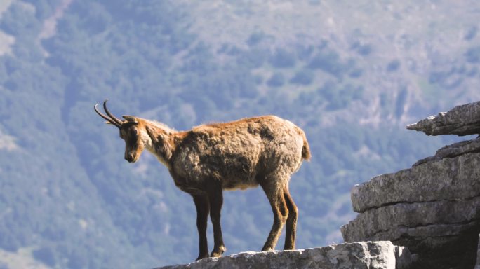 山顶上的野生羚羊羚羊岩石上的羊野生动物