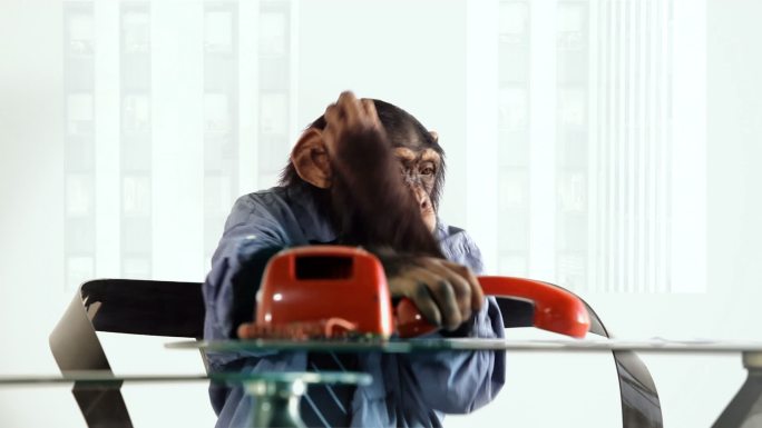 黑猩猩电话员聪明的学人拟人视频素材