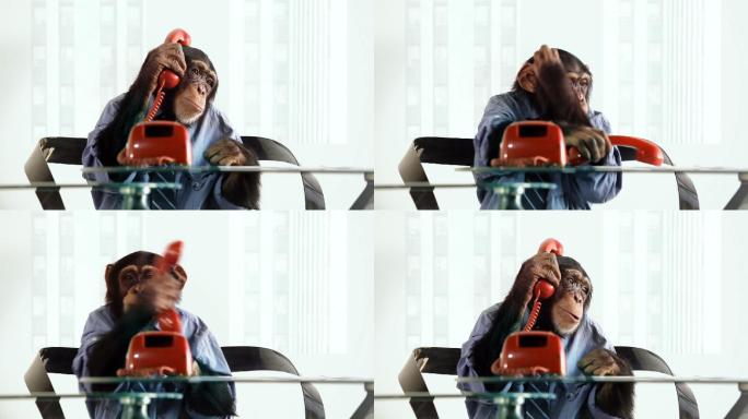 黑猩猩电话员聪明的学人拟人视频素材