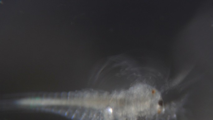 显微镜下的卤虫