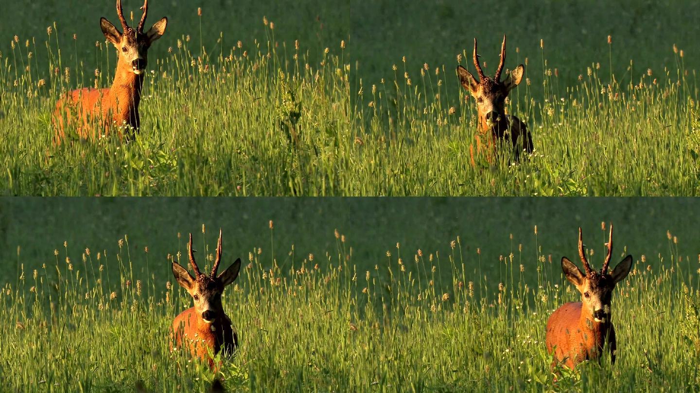 鹿在草地上觅食梅花鹿马鹿驯鹿小鹿特写