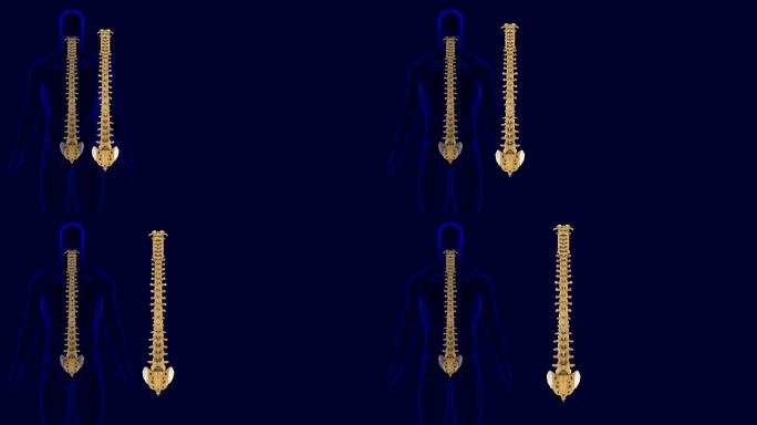 人体骨骼脊椎解剖3D插图