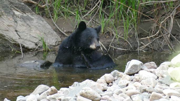 黑熊在河水中水中黑瞎子野外