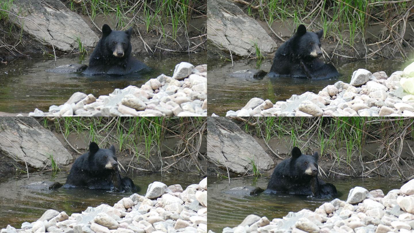 黑熊在河水中水中黑瞎子野外