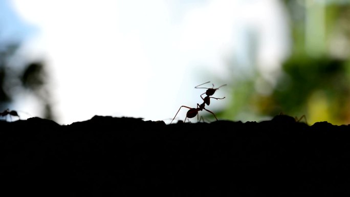 模糊自然背景中的蚂蚁轮廓