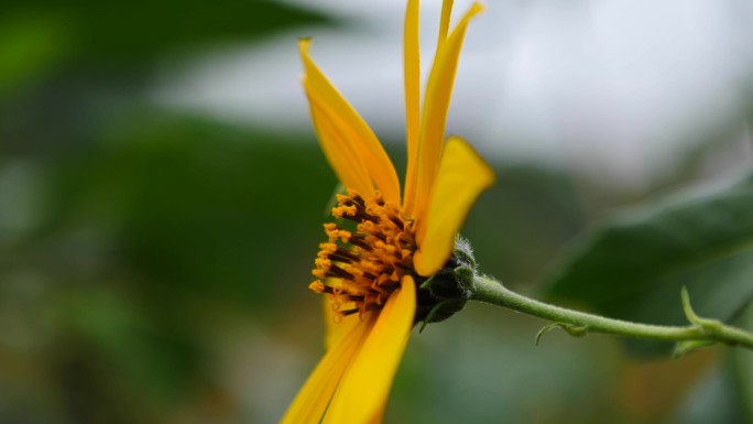 野菊花