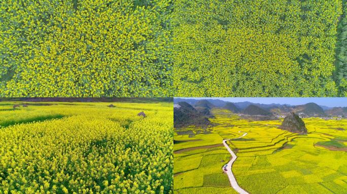 油菜花大景