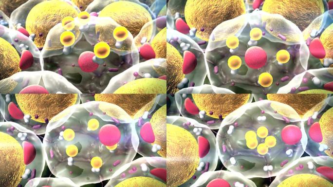 细胞结构视频素材细胞膜细胞质基因组细胞器