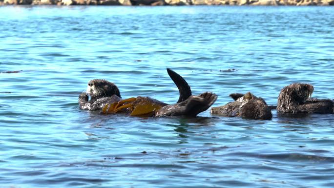 海獭。海洋馆海底世界动物园水族馆