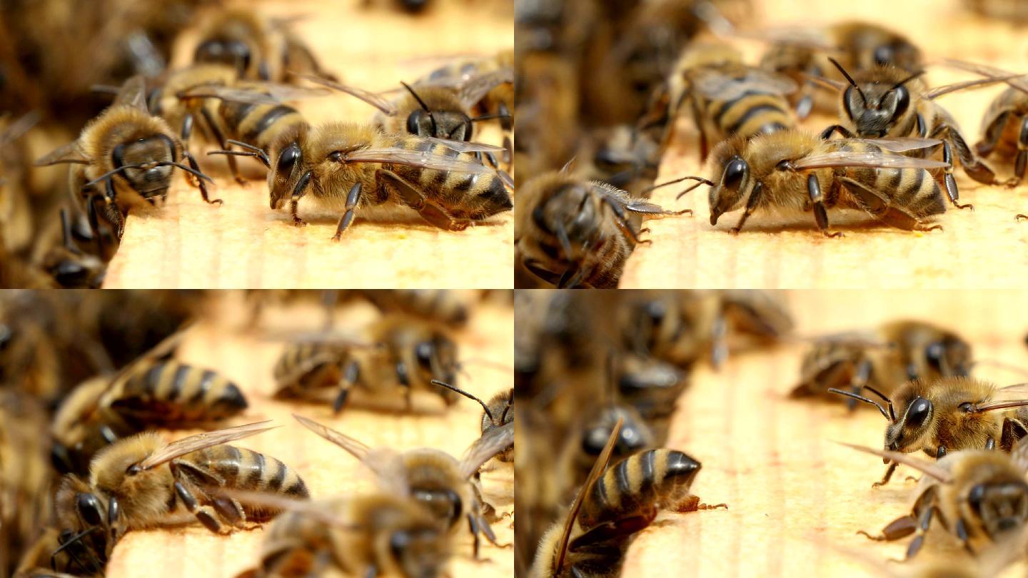 蜜蜂在蜂巢里爬行微距特写工蜂