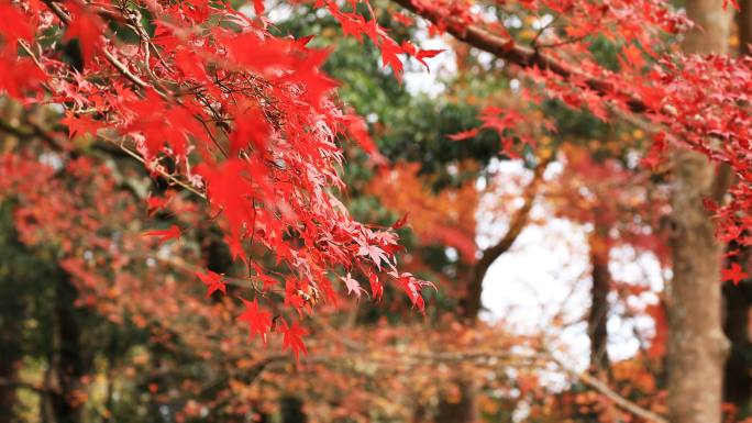 京都山下区秋天的红叶