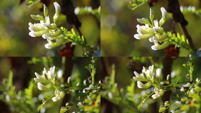 农村野菜苦刺花开花