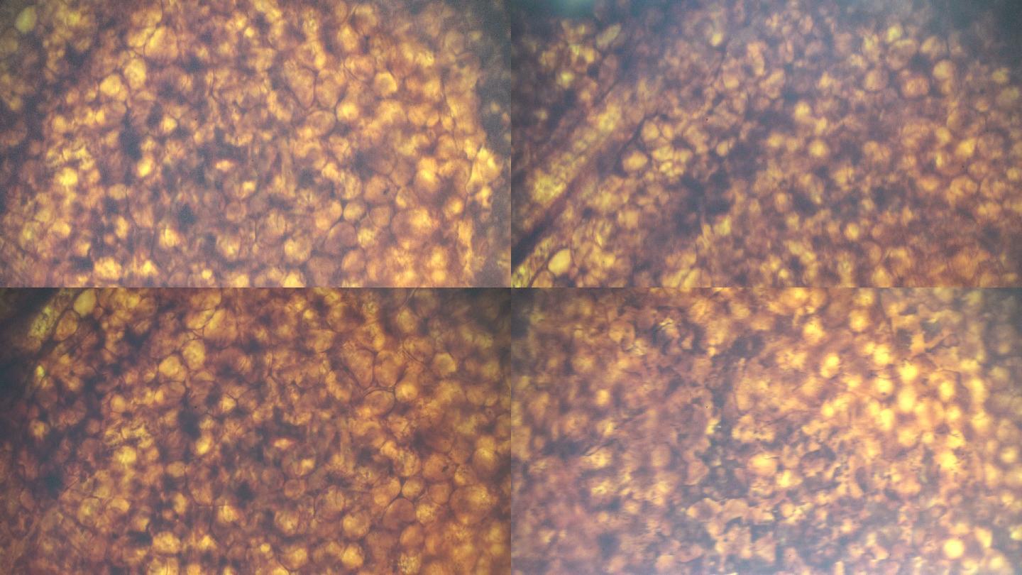 显微镜下的脂肪细胞切片