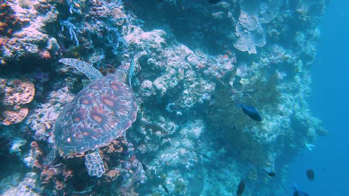 海龟大海浅海珊瑚珊瑚礁