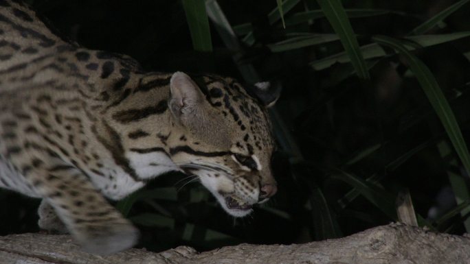 豹猫夜间特写动物园雪豹生态保护