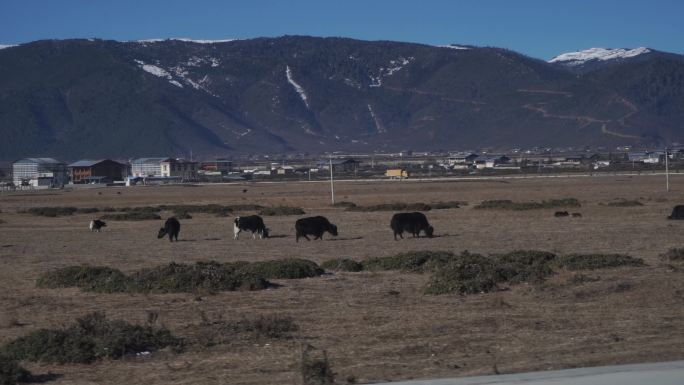 藏族牦牛雪山路边吃草
