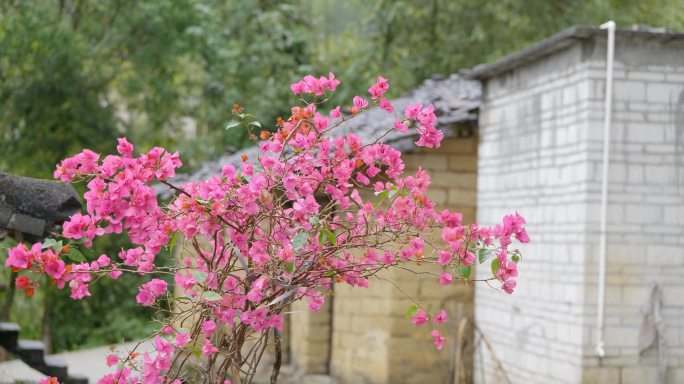 叶子花，勒杜鹃