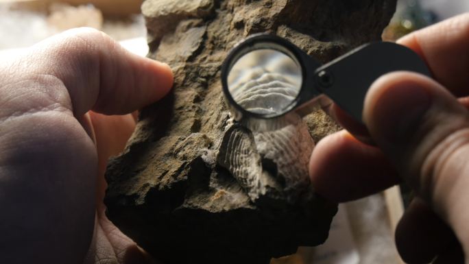 二叠纪时期的海洋生物化石
