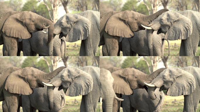 大象公牛相遇并打招呼
