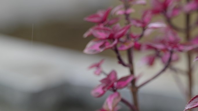 植物：开花的五彩苏彩叶草