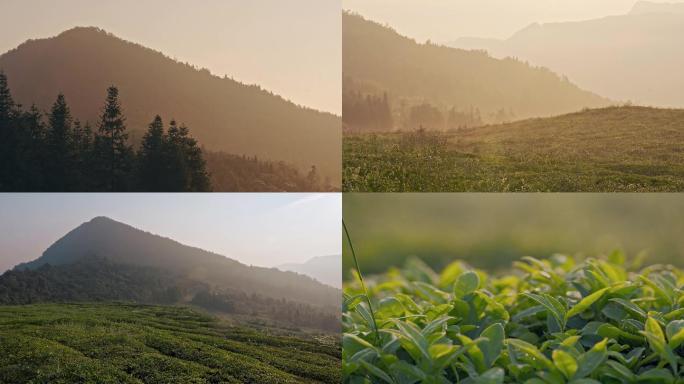 高山茶园日出延时视频素材