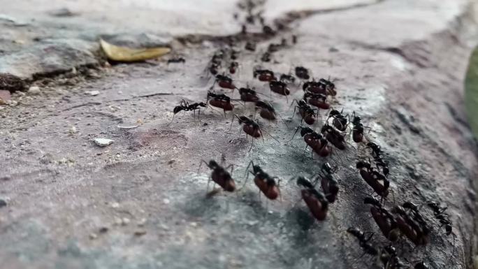带蛋的黑蚂蚁蚂蚁视频素材蚁群