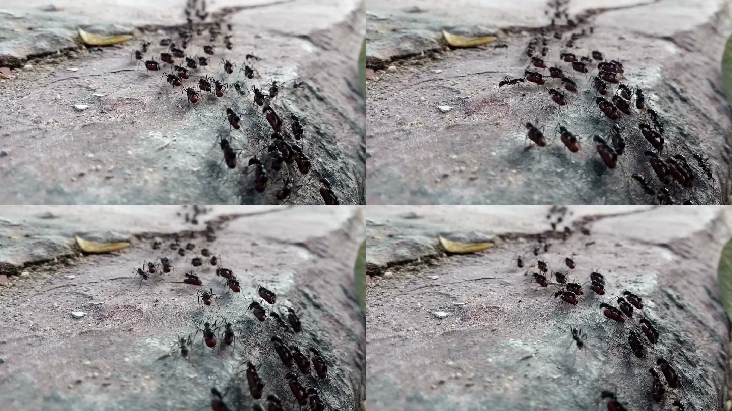 带蛋的黑蚂蚁蚂蚁视频素材蚁群