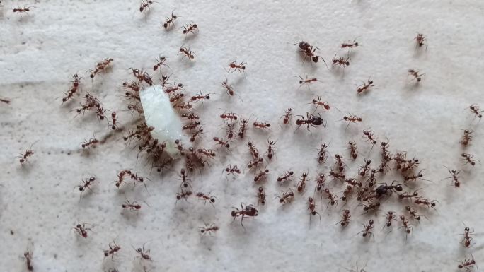蚂蚁正在吃垃圾