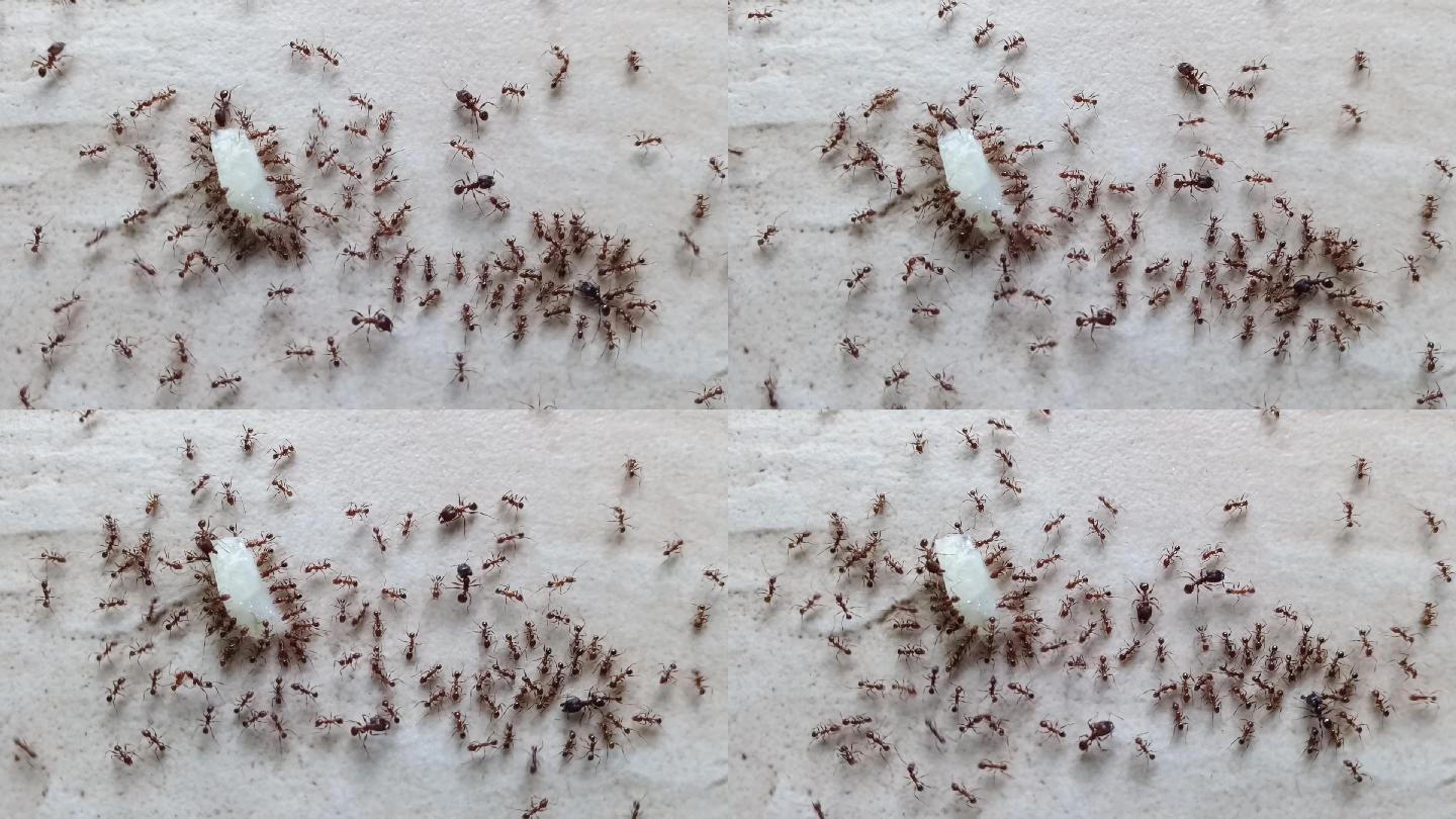 蚂蚁正在吃垃圾