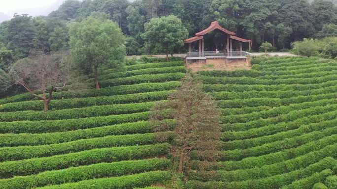 4k 高清 航拍  杭州龙井茶 茶山