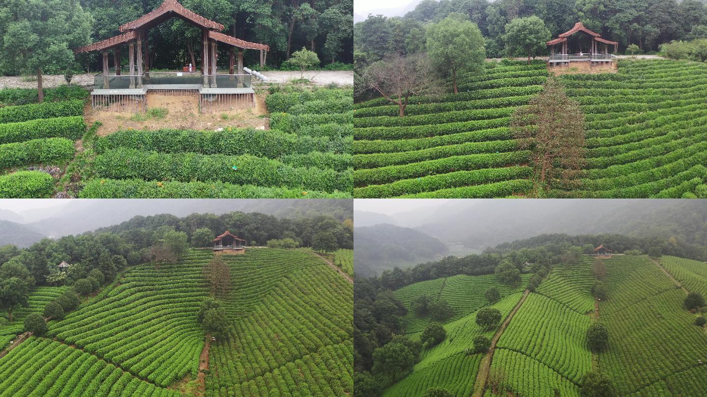 4k 高清 航拍  杭州龙井茶 茶山