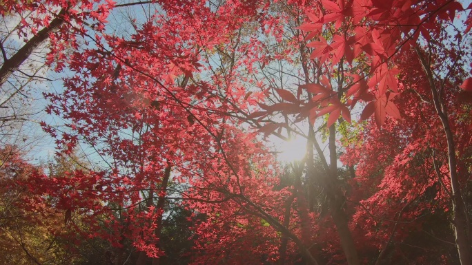 枫叶深秋季景色秋景彩林红叶林