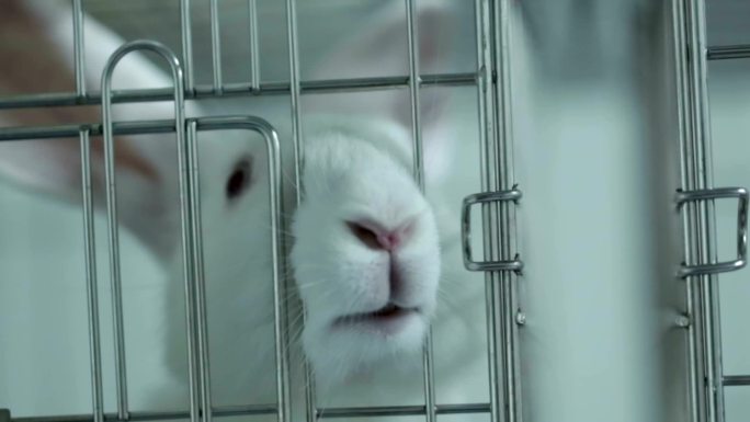 实验室里的兔子笼子