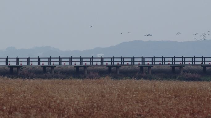 6K大雁群飞过南方湿地01