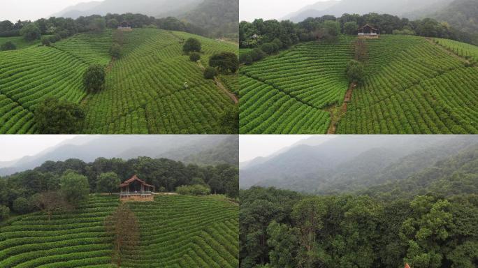 4k 高清 航拍   杭州龙井茶 茶山