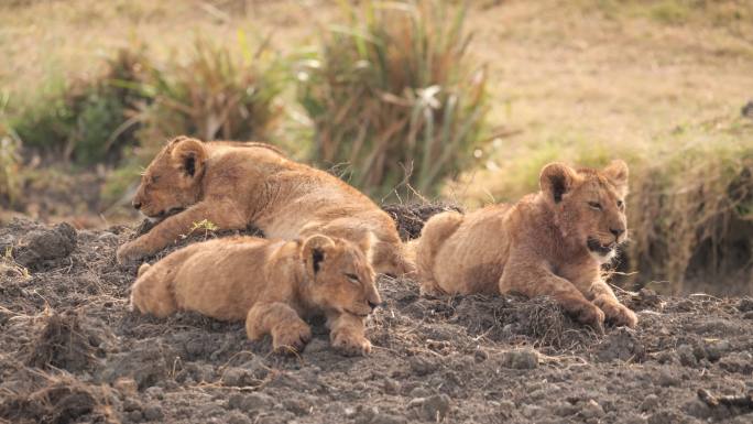 非洲狮幼崽大草原雄狮繁殖生存幼仔野生