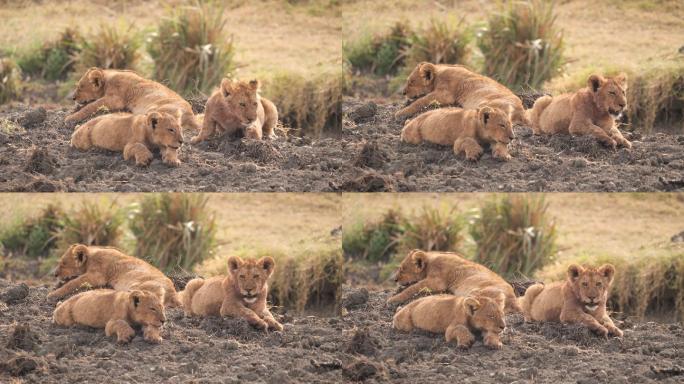 非洲狮幼崽大草原雄狮繁殖生存幼仔野生