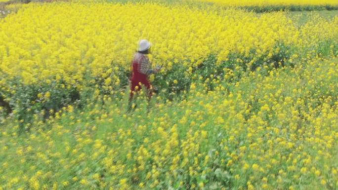 漫步油菜花海