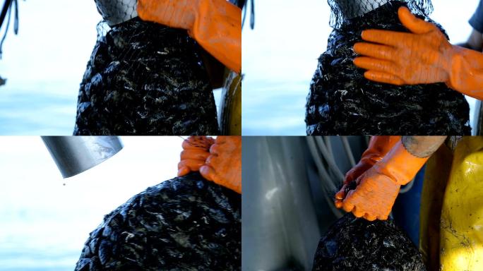 新鲜捕获的贻贝海虹淡菜海鲜养殖捕捞收获